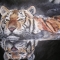 Swimming tiger