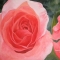 In bloom