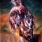 Hawk
