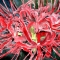 spider lily flower painting