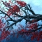 Japanese cherry blossom