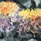 chrysanthemums flower painting