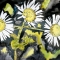 heath aster watercolor painting