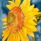 sunflower macro flower watercolor painting