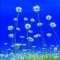 Ox Eye Daisies