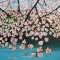 Blossom