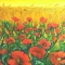 Field Poppies
