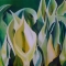 White Lillies