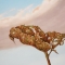 dead leaf