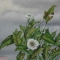 plant and clouds