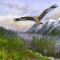 Red Kite in Winter