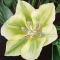 Spring Green Tulip
