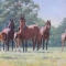 Mares and Foals