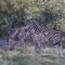 Dappled Stripes