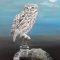 Little owl on tap