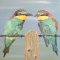 On The Wire, Bee-eaters.