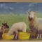 ewe with lambs