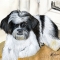 Commissioned painting of Blackie the dog