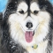 Commissioned painting of an Alaskan Malamute