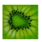 Fruits Soliel