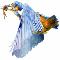 Kingfisher