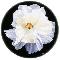 Peony: Renkaku