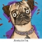 Murphy the Pug