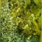 FOTOSYNTHESIS