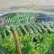VINEYARD I