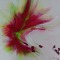 close up "amarylis"