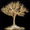 GOLDEN ELM - Wire Tree Sculpture