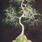 ORIENTAL BONSAI - Wire Tree Sculpture