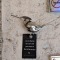 Spoon Art | Spoon Artist | Birds | Artist Wajid Kh