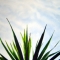 Cornish Palm