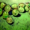 Winter Apples