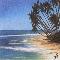 Windswept Beach on Sri Lanka
