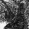 Eucalyptus Tree, Haight Ashbury
