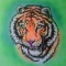 eye of the tiger