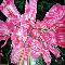metamorfosi rosa