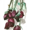 Blood Roses