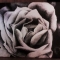 rose oil painting
