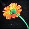 Orange flower