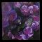 Purple Blossomed Hydrangea