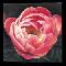 Cupped Peony