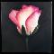 Teahouse Rose