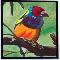 Gouldian Finch