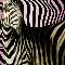 Art Safari/Bridget Riley Interpretation