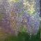 Wisteria