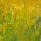 Golden rain Laburnum