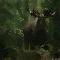 Moose